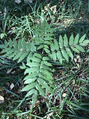 Sorbus aucuparia