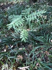 Sorbus aucuparia