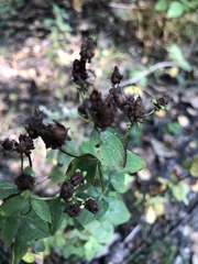 Hypericum maculatum