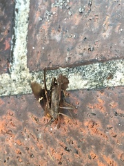 Leptoglossus zonatus