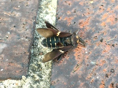 Leptoglossus zonatus