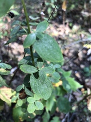 Hypericum maculatum