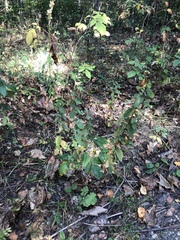 Hypericum maculatum