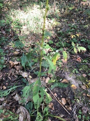 Solidago virgaurea