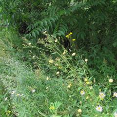 Picris japonica