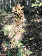 Solidago virgaurea