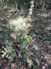 Solidago virgaurea