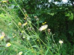 Picris japonica