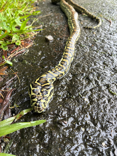 Coastal Carpet Python sighting