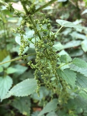 Urtica dioica