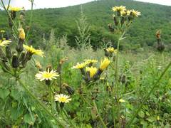 Picris japonica