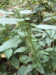 Urtica dioica