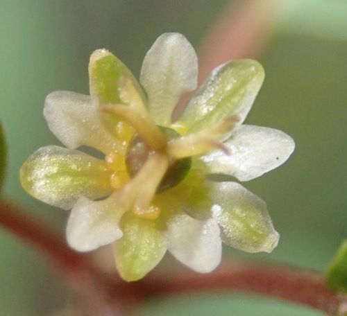 Common lightning bush (Clutia pulchella)