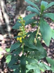 Solidago canadensis
