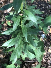 Solidago canadensis