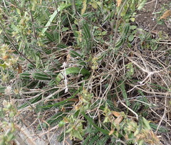 Euphorbia mammillaris