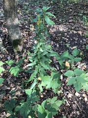 Solidago canadensis