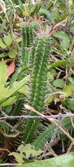 Euphorbia mammillaris