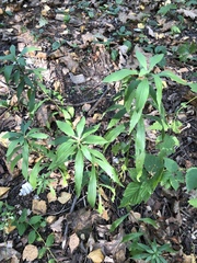 Solidago canadensis