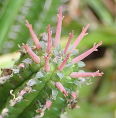 Euphorbia mammillaris