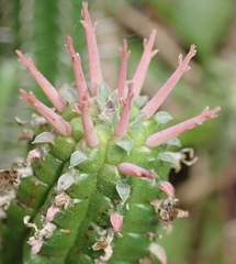 Euphorbia mammillaris