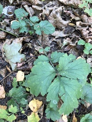 Geum