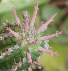 Euphorbia mammillaris