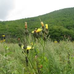 Picris japonica