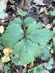 Geum
