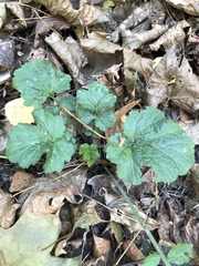 Geum