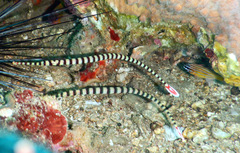 Ostorhinchus properuptus