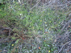 Pauridia trifurcillata