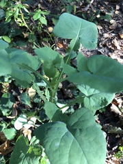 Sonchus oleraceus