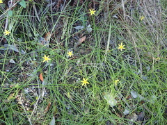 Pauridia trifurcillata