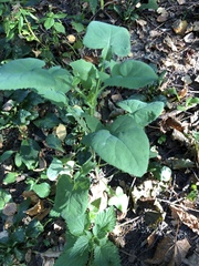 Sonchus oleraceus