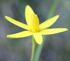 Pauridia trifurcillata