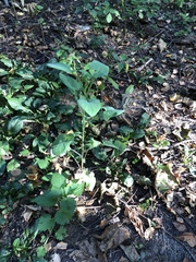 Sonchus oleraceus
