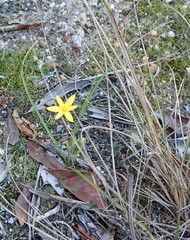 Pauridia trifurcillata