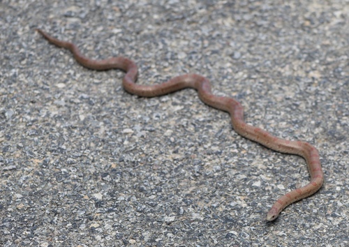 Mole Kingsnake