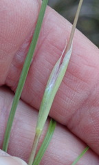 Pauridia trifurcillata