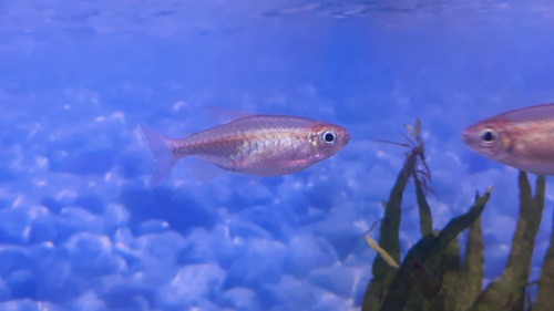 Congo Tetra