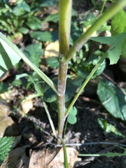 Sonchus oleraceus