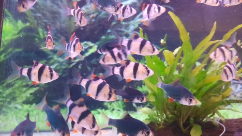 Ikan Sumatra