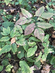 Aegopodium podagraria