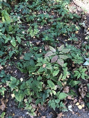 Aegopodium podagraria