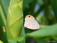 Jamides alecto alocina