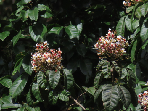 Billia rosea