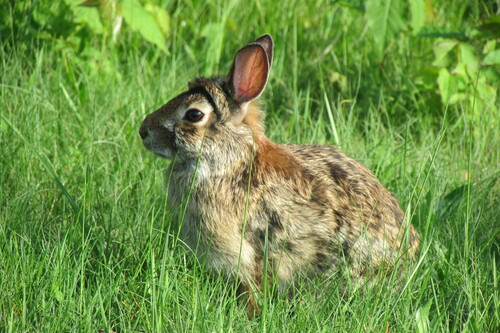 Eastern Cottontail photographed in Massachusetts