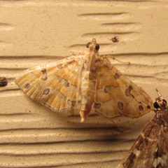 Ommatospila narcaeusalis