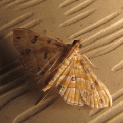 Ommatospila narcaeusalis